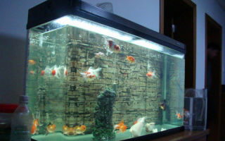 Освещение аквариума: типы ламп и их приемущества